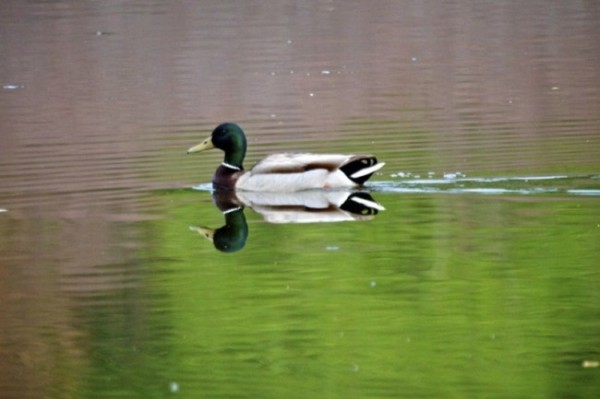 Mallards were the prize one bitterly cold day in Jerauld County. Photo by Christian Begeman.