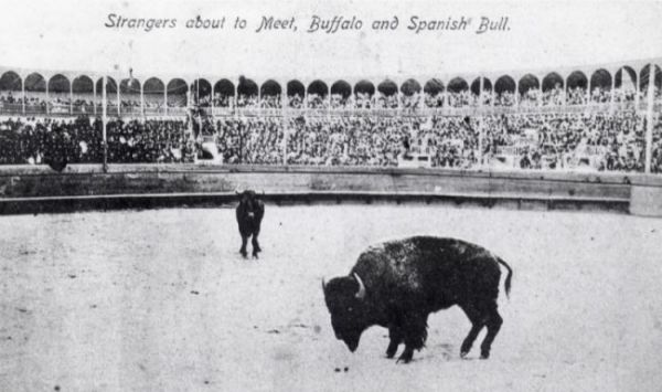 Folks from both sides of the border gathered to watch the contest between Scotty Philip s buffalo and a Juarez fighting bull.