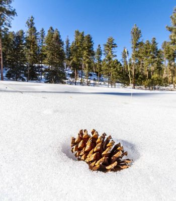Snowy Mountain Winter
